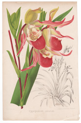 Cypripedium calurum